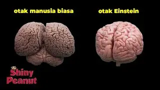 This is What Makes Albert Einstein Different from Normal Humans