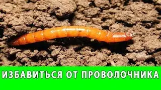 МЕРЫ БОРЬБЫ С ПРОВОЛОЧНИКОМ В ОГОРОДЕ