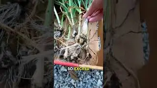 We planted the garlic late, but it still produced! #garlicharvest #garlic #gardening #shorts