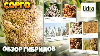 СОРГО | LIDEA | обзор гибридов |