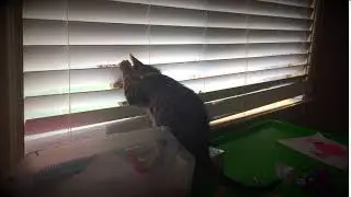 Lara & Vue Mischief