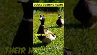Ducks Cannot Walk Without Bobbing Their Heads 