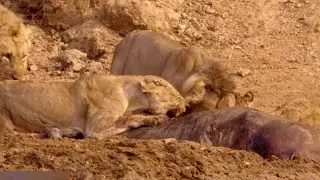 Caçadores da Africa - Os Reis de Nsefu