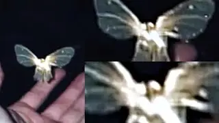 This Man Was Able To Capture The Clearest Images Of A Fairy Ever Taken