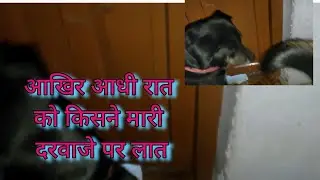 Raw#yellow#blue#healer#mixfight#desidogs #coldplay #doglover#trending#y#Sandycandy#indian#street#dog