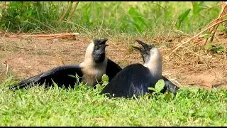 The crow sounds and calls | Angry crows natural fight