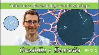 Coxiella, Borrelia and Bartonella (Part 1) - Veterinary Bacteriology and Mycology