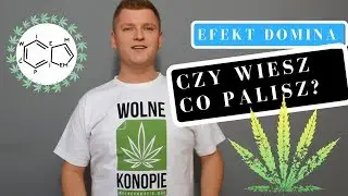 MARIHUANA - CO WARTO O NIEJ WIEDZIEĆ - Wiem co Ćpiem