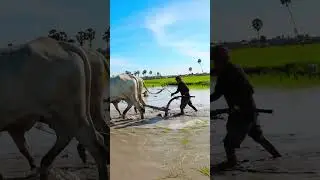 ភ្ជួររាស់គោ ដកកណ្ដាប់ស្ទូងស្រូវ។ Plowing with oxen, removing the stubble and transplanting rice.