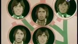 Bee Gees Kitty Can
