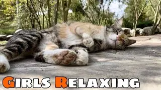 Today is Girls Cats for Relaxing, there were just female Cats