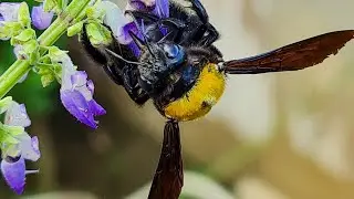 The Beautiful Nature of Bee