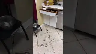 Funny animals