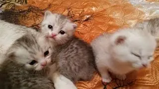 Шотландские котята - 2 недели !