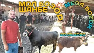 Мол бозор Регар / Мол бозори шанбе бозор / Буқачаҳои майда ва калон, Гуноҷинхо ва Говҳои Гусаладор