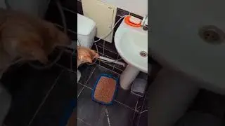 кот в туалете