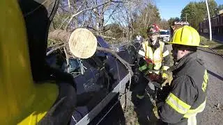 Tree On Car