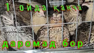 БЕДАНА БОКИШ УЧУН КЕРАКЛИ МАСЛАХАТЛАР