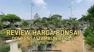 VIDEO #100 || REVIEW HARGA SANTIGI DI DOI BONSAI TAMBUN BEKASI
