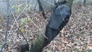 дупла деревьев через два года финал