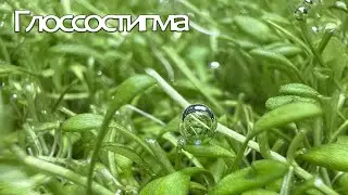 Глоссостигма.Стрижка 125- я)