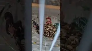 Правильно питание птиц - залог здоровья 💪 #жако #вьетнамскийпопугай #shorts #funny #memes #квакер