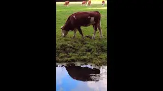 Cow reflects on life... and in water #shorts