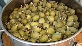 Фейхоа, получение ароматной воды под вакуумом для изготовления водки.