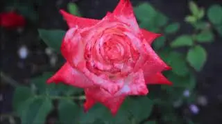Розы Алба Юлии\ The roses of Alba Iulia Romania