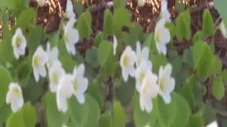 forest flowers in 3D video