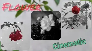 Cinematic Plants B-roll | Cinematic Flower Video Edit #cinematic #edit #shots #flowers