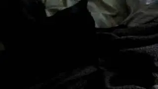 Kitty Fetish