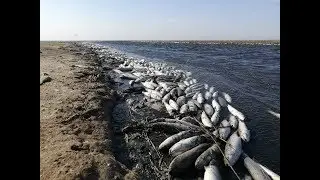 Массовая гибель рыбы в Молочном лимане