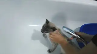 Купаю котика от блох в Креолине