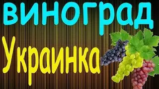 Виноград Украинка