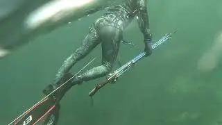 Jornada de PESCA submarina en salinas BANI RD pescasub lisas - barracudas