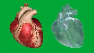 Real heart vs x ray heart green screen free download