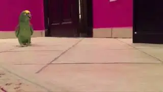 Попугай жжет !!    Ахх ха ха хах