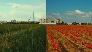 Каховка. Лукове поле. Прибирання. Червень-липень 2021
