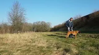 KNPV Malinois training. SJEF, 9 months.
