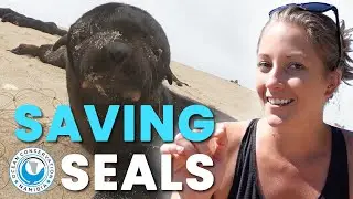 Rescuing Seals From Nets and Plastic! 