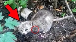 A three-legged kitten was slowly dying in the bushes. But a miracle happened!