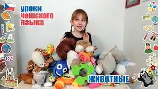 Уроки чешского языка для детей. Животные