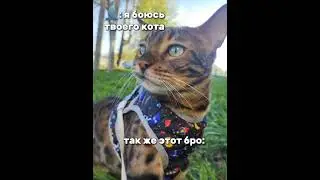 #бенгал #cat #бенгальскаякошка #кот