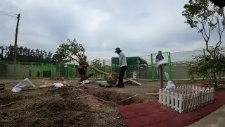 진돗개들 환경조성,4~5미터 배롱나무 7그루,단풍나무 1그루 심기!