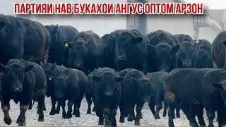 Худи хозир партияи нав Букахои Ангус оптом арзон🇹🇯 27 ноября 2024 г.