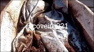 Exumação após covid #coveiro021