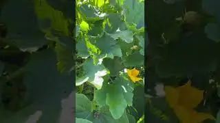 Деревенька моя