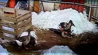 Гусиная свадьба 18+, гуси крупные серые