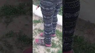 Маленький песя
